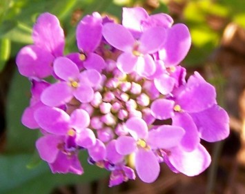 Candytuft Flowers on Wtnhsplantpg   Types Of Angiosperms