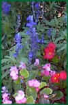 BegoniasSalvia1.jpg (11756 bytes)
