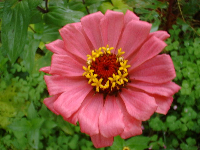 zinnia photos