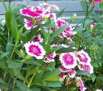 Sweetwilliam Flowers on Sweet William