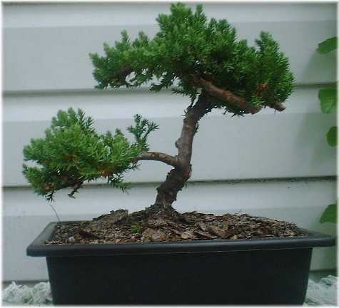 Bonsai Pictures on Bonsai