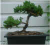 Bonsai1.jpg (52045 bytes)