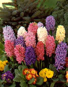  Hyacinth15.jpg