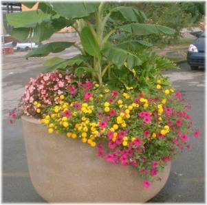 Large Container Garden