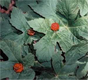 golden seal plant