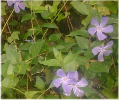 in an herbal ground cover.