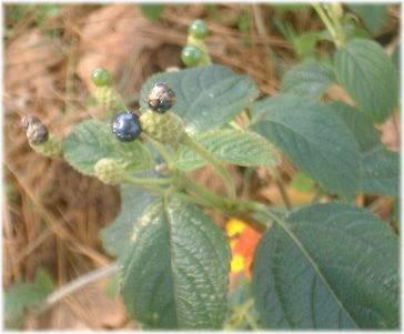 Lantana Seed Picture></p>
<p align=
