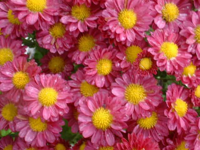 Chrysanthemums can be classified according to the shape and 