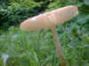 Mushroom11.JPG (68662 bytes)