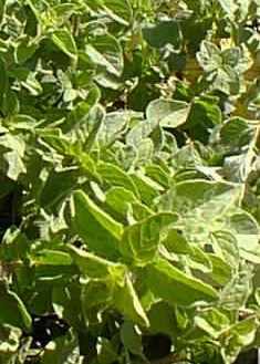 http://www.gardensablaze.com/Oregano.jpg