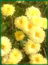 Chrysanthemum1.jpg (9580 bytes)