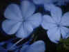 Plumbago4.JPG (40516 bytes)