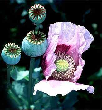 http://www.gardensablaze.com/Poppy.jpg