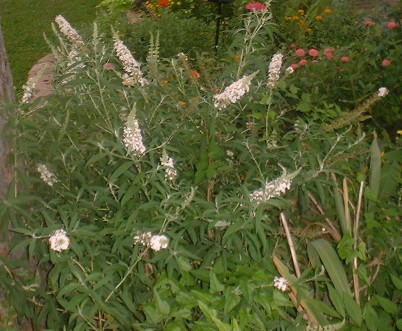 The white plant has buds on the end of every stem but no actual blooms yet 