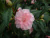 CamelliaFive.JPG (50161 bytes)