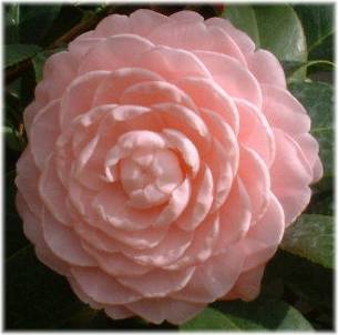 Flower Camellia