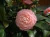 CamelliaFlower.JPG (70495 bytes)