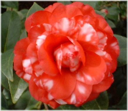 Flower Camellia Flower Camellia