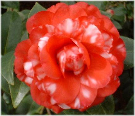 Flower Camellia