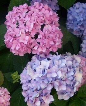     Hydrangea Hydrangea6.jpg