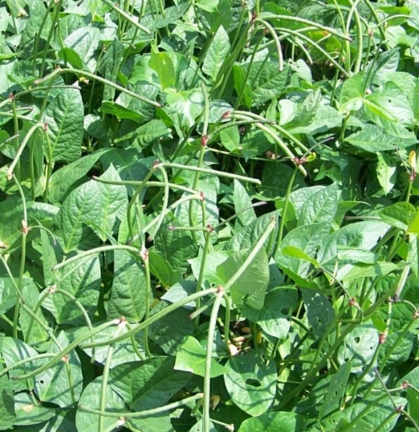 Beans are second only to tomatoes for popularity in the home garden 