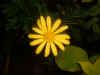 YellowDaisy1.JPG (47904 bytes)